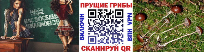 Псилоцибиновые грибы GOLDEN TEACHER Купить Суворов
